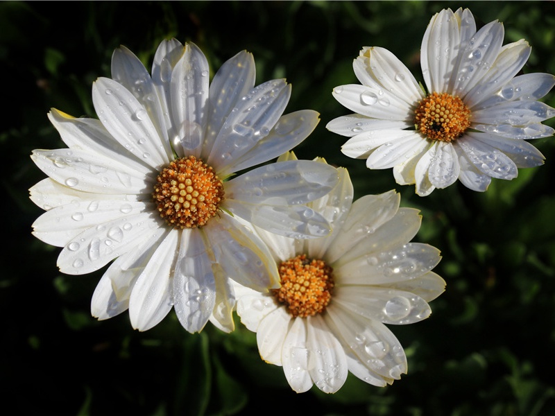 寄题龚立道农隠堂原文注释译文赏析-敖陶孙诗词-宋诗全集