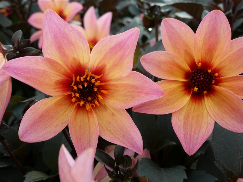 赵通判有诗次韵二首·其二原文注释译文赏析-陈造诗词-宋诗全集