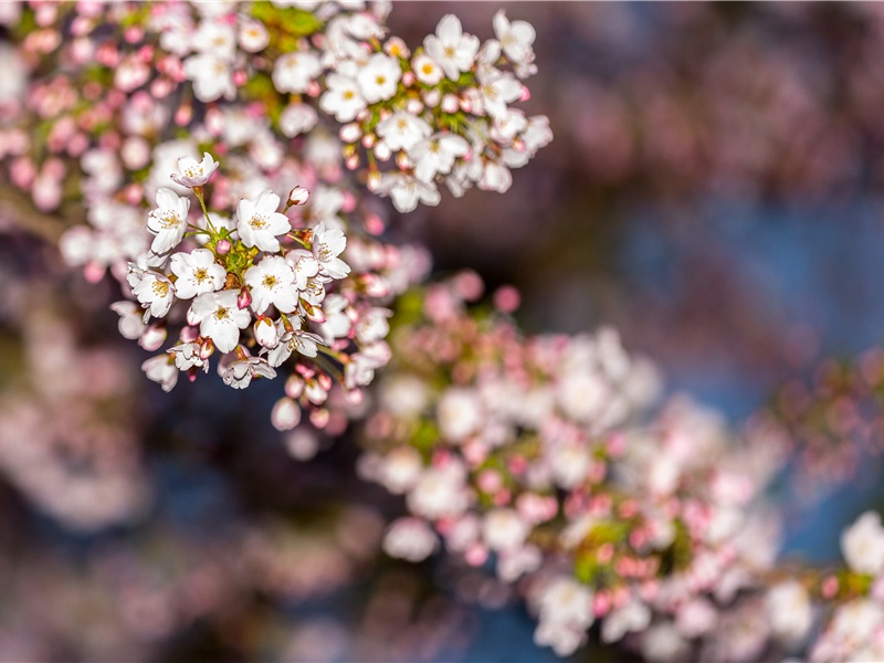 护国寺秋吟·其二原文注释译文赏析-白玉蟾诗词-宋诗全集