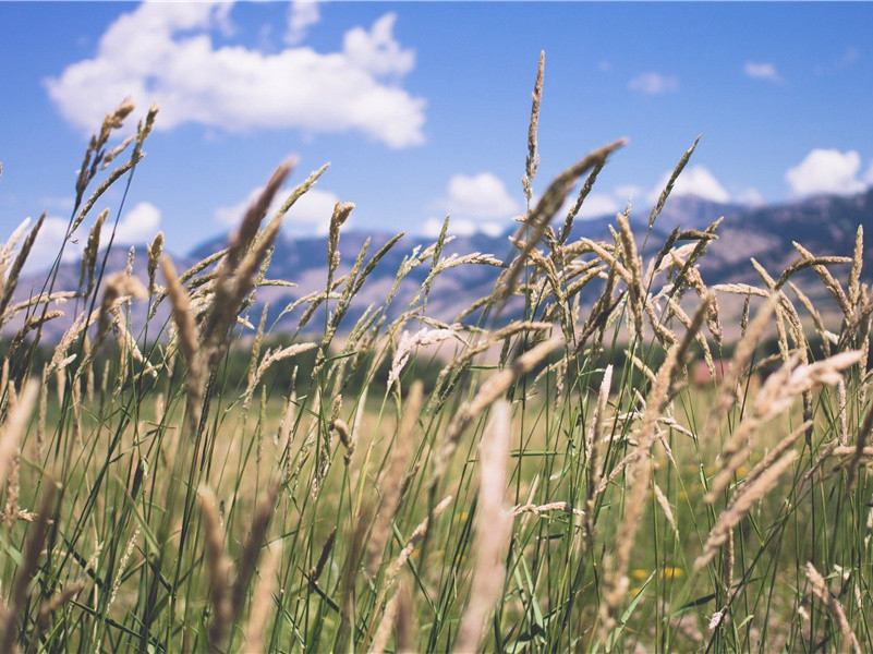 罗子琳谒赵香山得钱十缗米三石意若未满以诗见报为赋四绝·其四原文注释译文赏析-曾丰诗词-宋诗全集