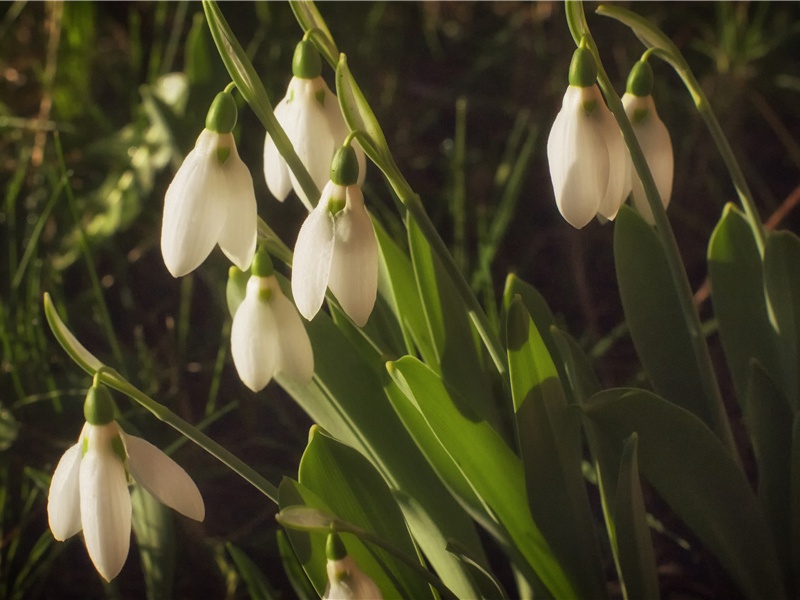 题致政李子立问月台原文注释译文赏析-曾丰诗词-宋诗全集