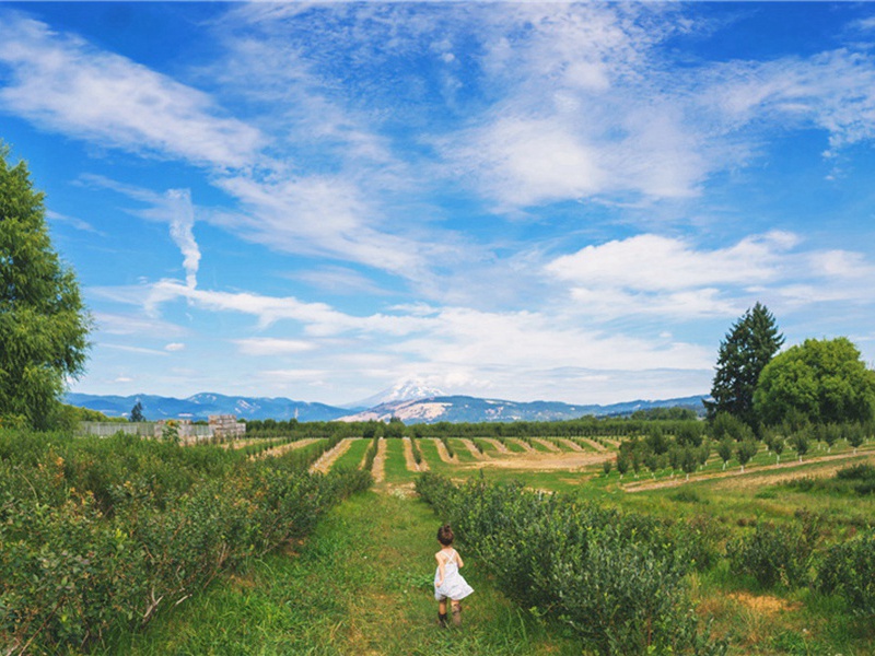 时雨原文注释译文赏析-陆游诗词-宋诗全集