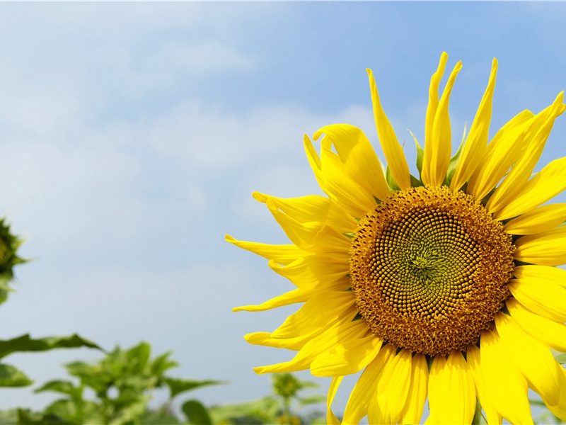 颜鲁子挽诗·其一原文注释译文赏析-蔡戡诗词-宋诗全集