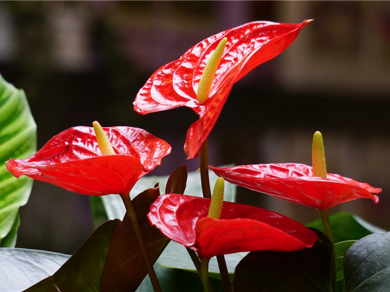 与舍弟别舟岸间相望感叹成咏原文注释译文赏析-曾巩诗词-宋诗全集