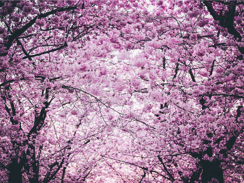 偶成原文注释译文赏析-艾性夫诗词-宋诗全集