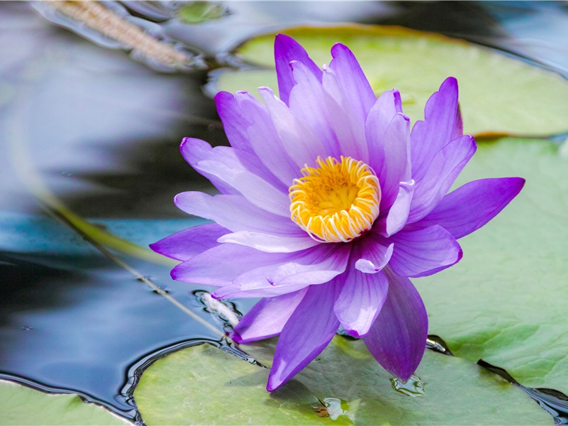 一百五日开千叶间金原文注释译文赏析-蔡襄诗词-宋诗全集