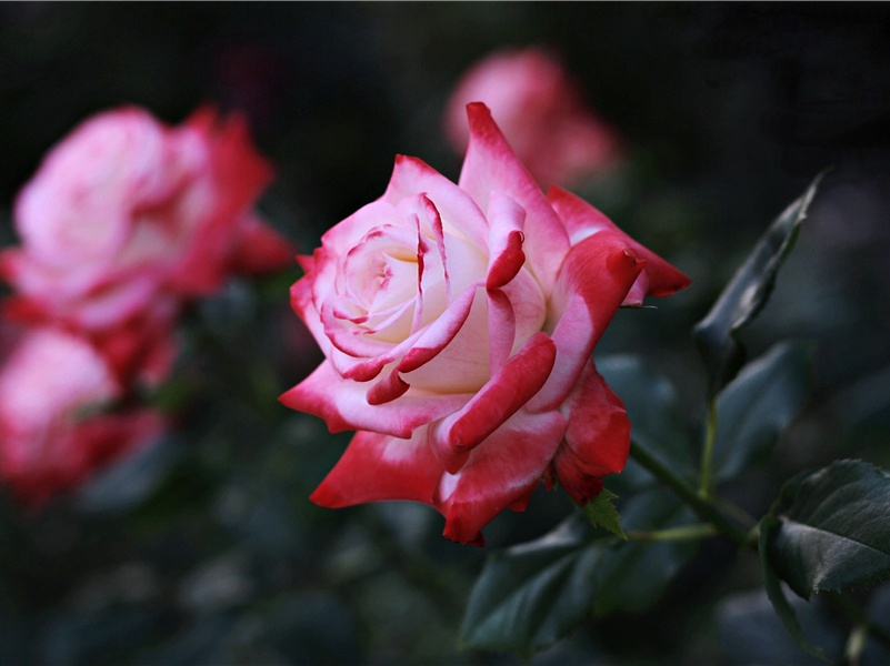 步月谣原文注释译文赏析-曹勋诗词-宋诗全集