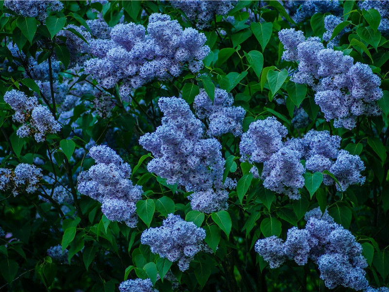 雨霁行西湖二首·其一原文注释译文赏析-程俱诗词-宋诗全集