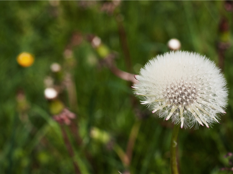 闲居杂咏三十二首·夫妇原文注释译文赏析-陈淳诗词-宋诗全集