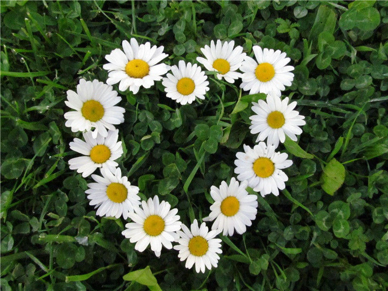 怀天经智老因访之原文注释译文赏析-陈与义诗词-宋诗全集