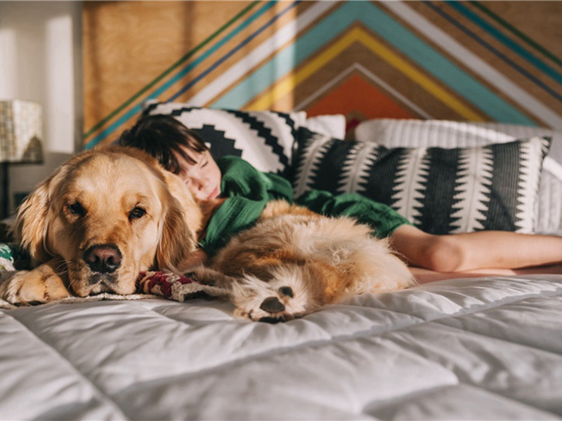 盘洲杂韵上·勺药原文注释译文赏析-洪适诗词-宋诗全集