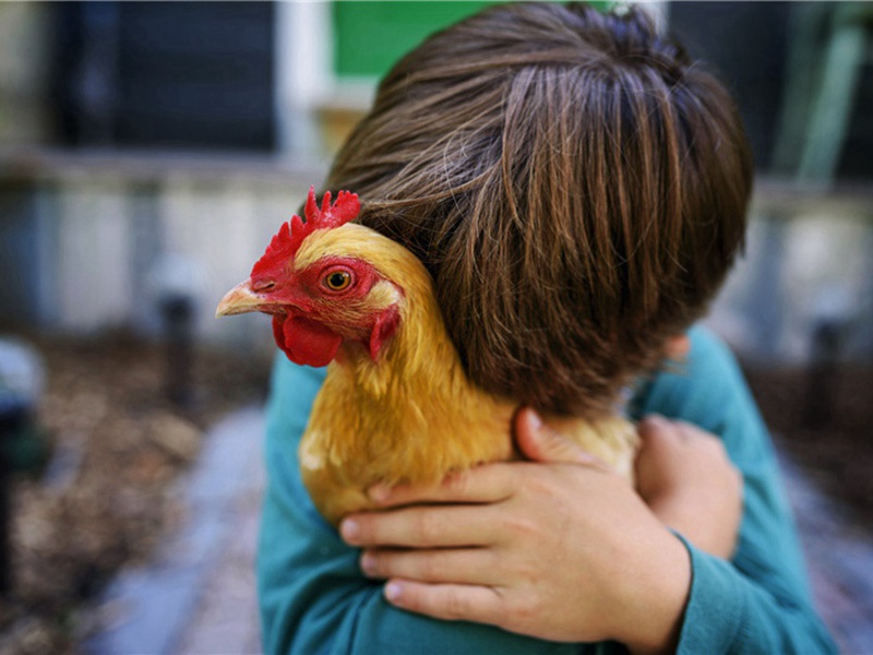 淮甸南游原文注释译文赏析-林逋诗词-宋诗全集