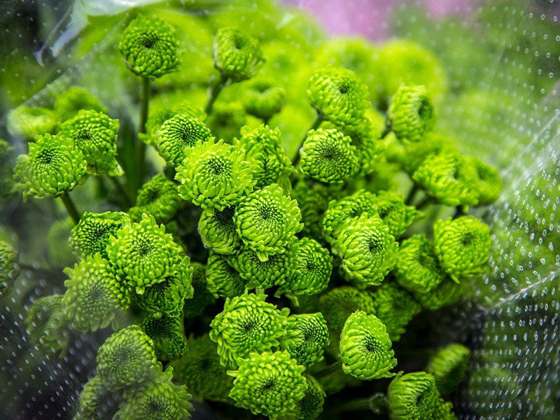 寿皇圣帝挽章三首·其一原文注释译文赏析-陈造诗词-宋诗全集