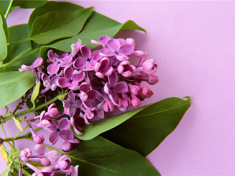 寿马裕斋观文·东山，二章，章四句。·其二原文注释译文赏析-陈着诗词-宋诗全集