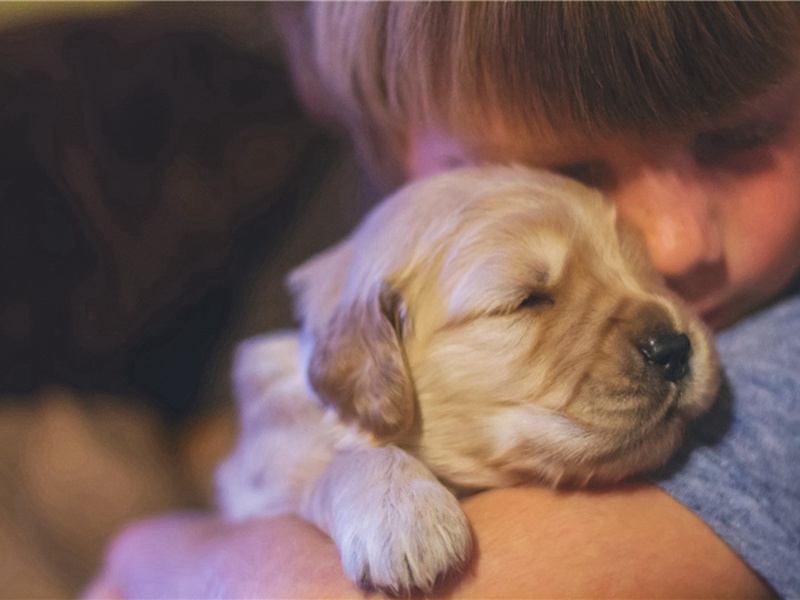 高宗皇帝挽词·其三原文注释译文赏析-洪刍诗词-宋诗全集