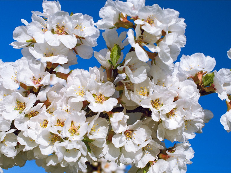 奉杨公近蒙答四六状极为精丽原文注释译文赏析-晁说之诗词-宋诗全集