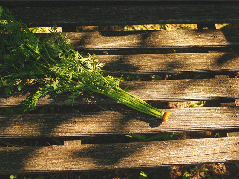 雨后出城马上作原文注释译文赏析-林之奇诗词-宋诗全集