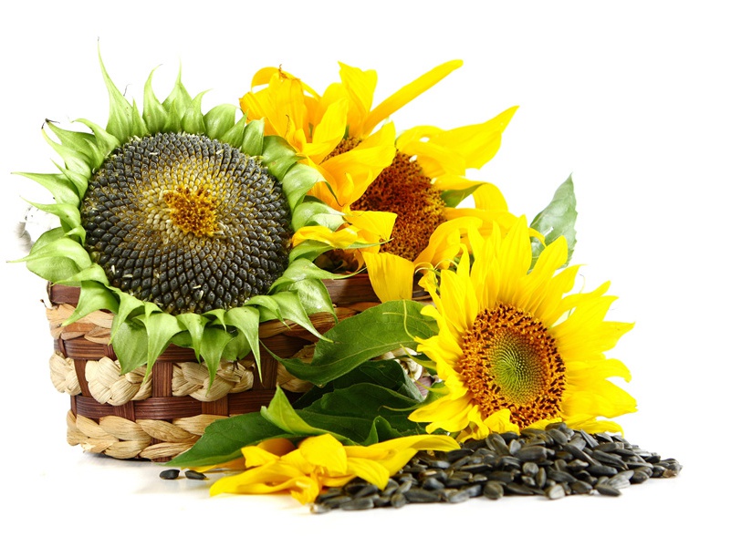 赞历代天师·第二十代讳谌字坚德原文注释译文赏析-白玉蟾诗词-宋诗全集