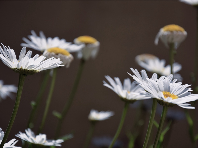 题旧记颜原文注释译文赏析-刘克庄诗词-宋诗全集