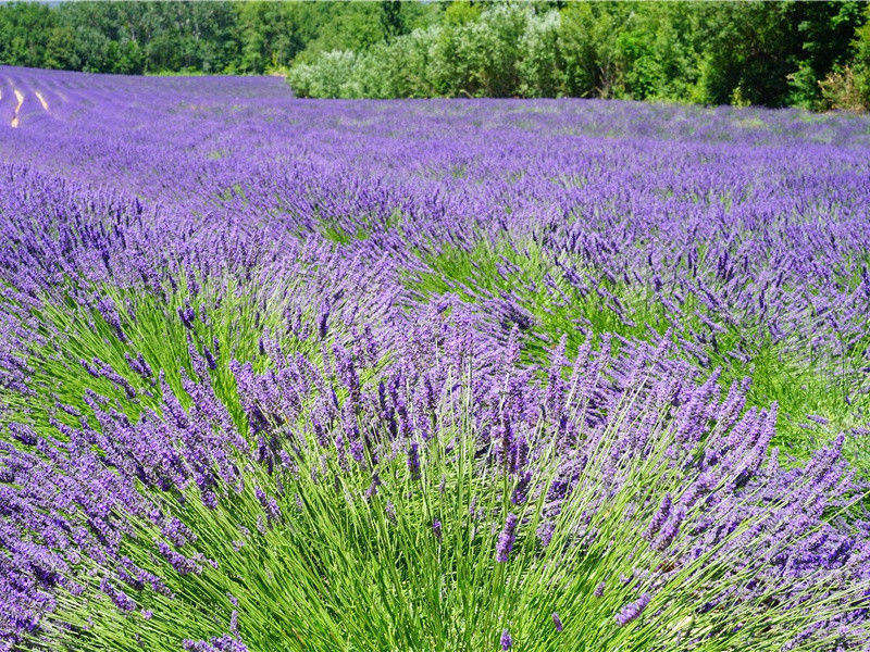 和陶渊明二十首·其二原文注释译文赏析-陈造诗词-宋诗全集