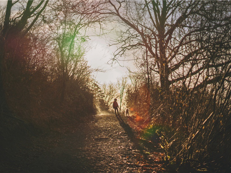 景卢新治西园而亭榭未立以诗趣之原文注释译文赏析-洪适诗词-宋诗全集