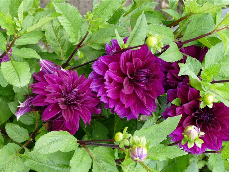 代赵仪可挽刘叔丙原文注释译文赏析-蔡戡诗词-宋诗全集