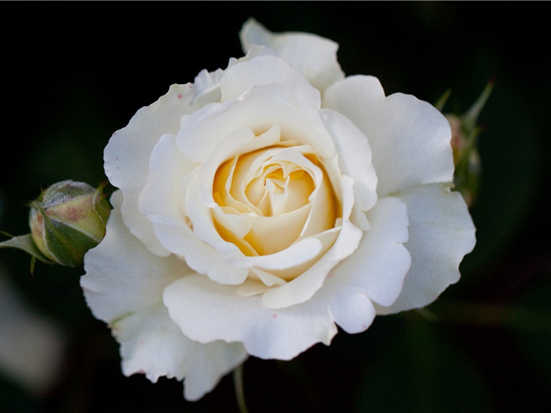 题分秀堂原文注释译文赏析-韩驹诗词-宋诗全集