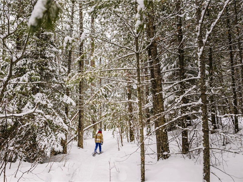 咏蜀葵原文注释译文赏析-孔平仲诗词-宋诗全集
