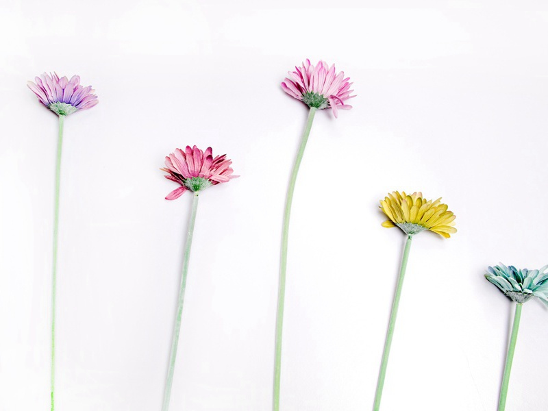 爱笋原文注释译文赏析-陈造诗词-宋诗全集