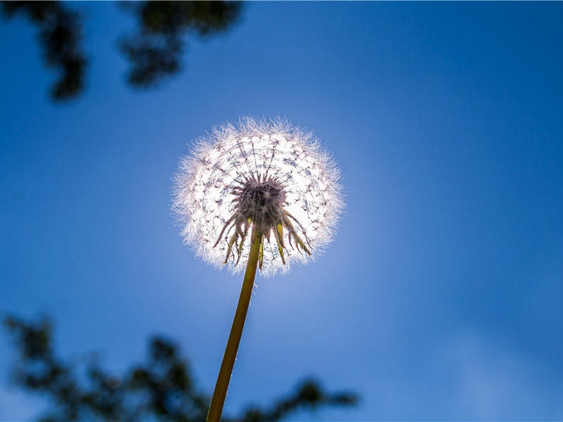 归云庵原文注释译文赏析-陈洵直诗词-宋诗全集