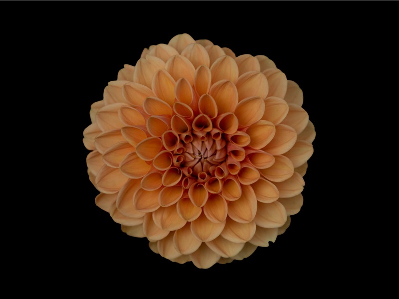 栩庵以冰字韵求大风诗口占原文注释译文赏析-白玉蟾诗词-宋诗全集