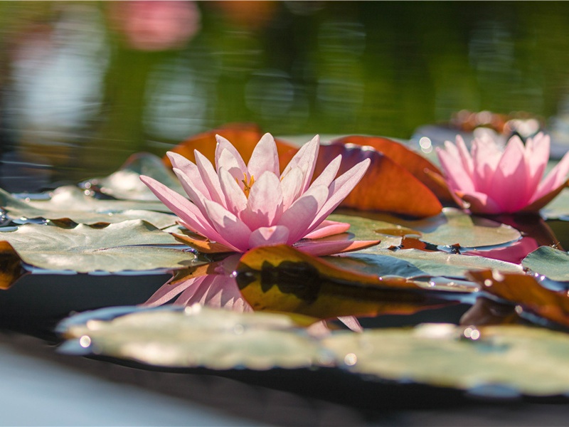 天磨石原文注释译文赏析-毕仲游诗词-宋诗全集