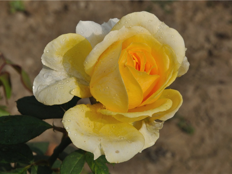 至城东作·其二原文注释译文赏析-孔平仲诗词-宋诗全集