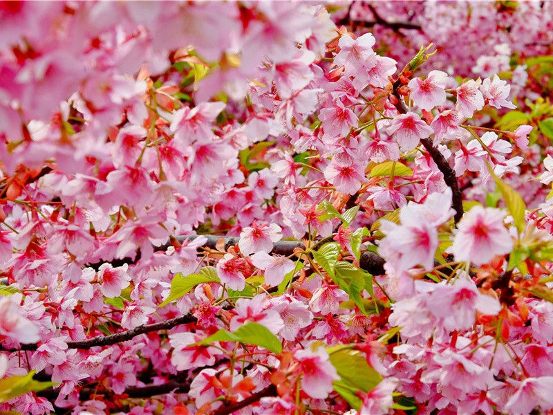 咏史·武帝·其二原文注释译文赏析-陈普诗词-宋诗全集