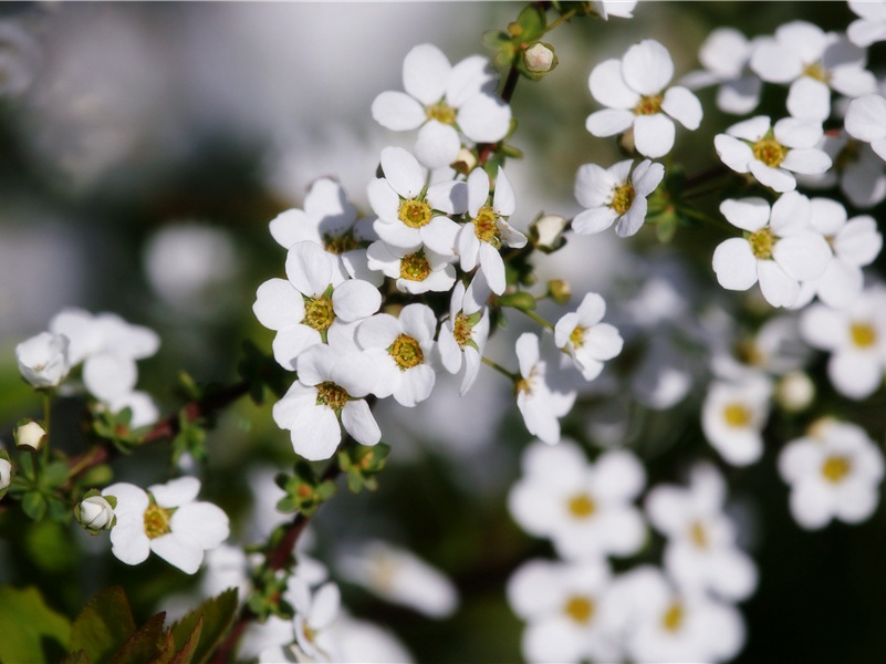 谢王洪伯惠酒炭米五首·其五原文注释译文赏析-包恢诗词-宋诗全集