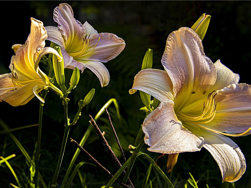 和酬赵宫保致政言怀二首·其一原文注释译文赏析-曾巩诗词-宋诗全集