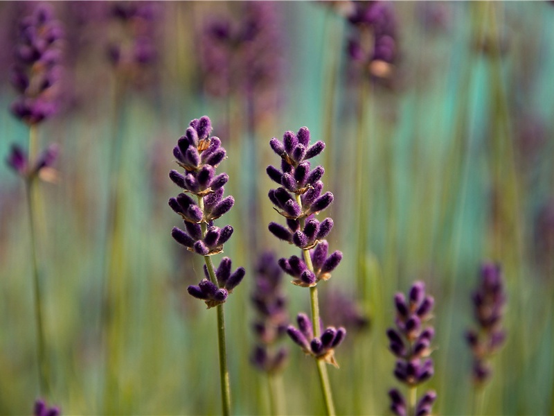 和都运龙图二首·其二原文注释译文赏析-曹勋诗词-宋诗全集