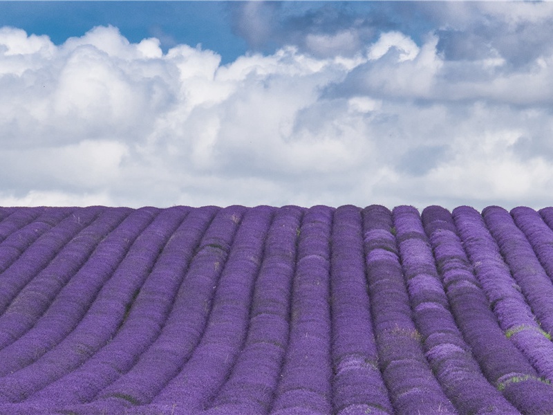 武昌怀古十咏·吴王宫原文注释译文赏析-白玉蟾诗词-宋诗全集