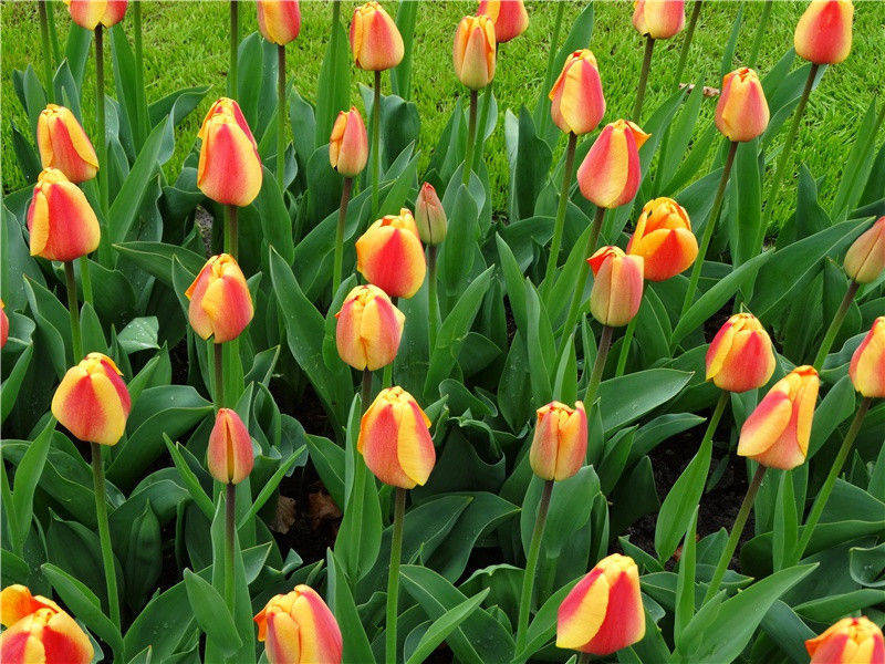 春日田家三首·其三原文注释译文赏析-黄大受诗词-宋诗全集