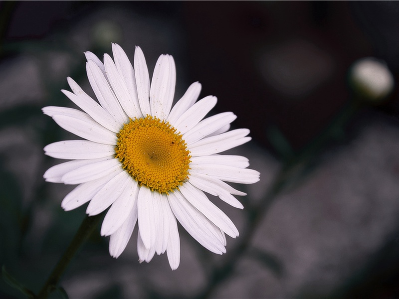 次姜尧章赠诗卷中韵·其二原文注释译文赏析-陈造诗词-宋诗全集