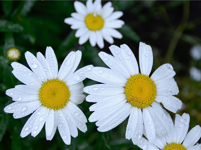 题画李白真原文注释译文赏析-陈师道诗词-宋诗全集