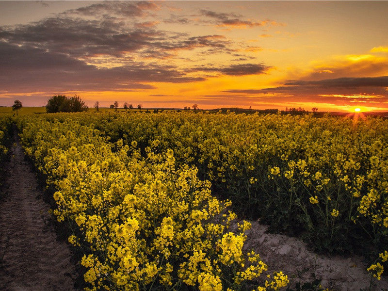 金銮两绝·其二原文注释译文赏析-陈渊诗词-宋诗全集