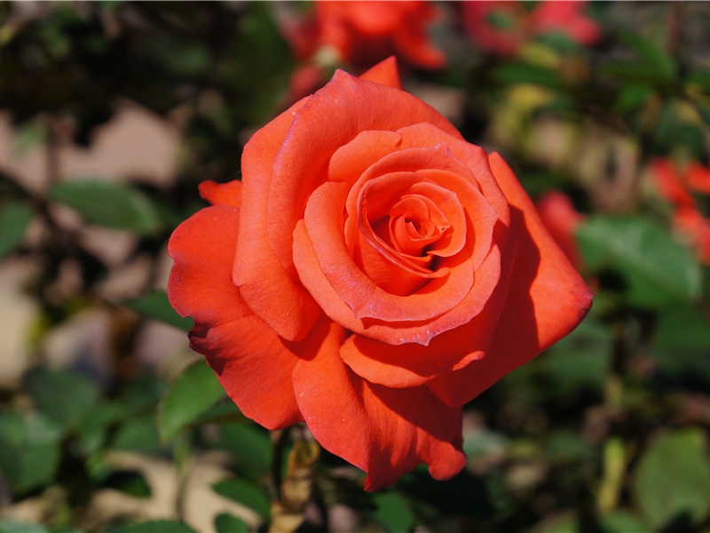 七月五日夜雨快晴原文注释译文赏析-范成大诗词-宋诗全集