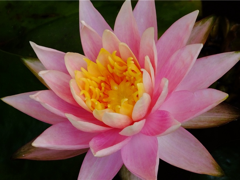 哭许崧老右丞二首·其一原文注释译文赏析-李纲诗词-宋诗全集