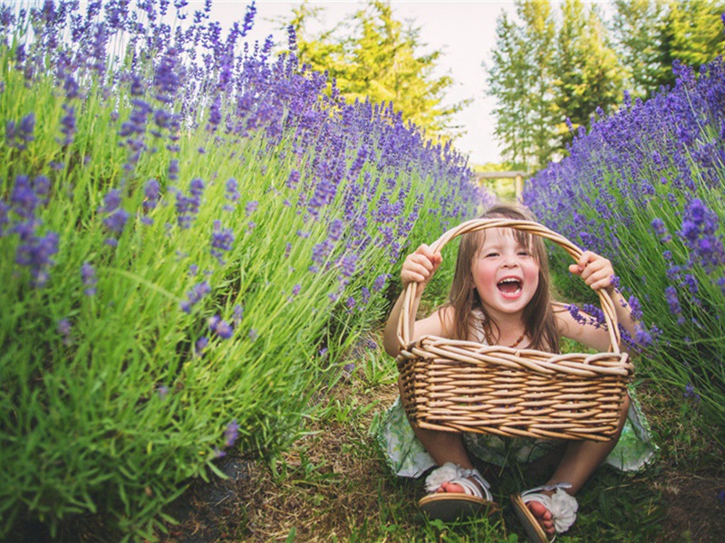 和景严约赏木犀原文注释译文赏析-洪适诗词-宋诗全集
