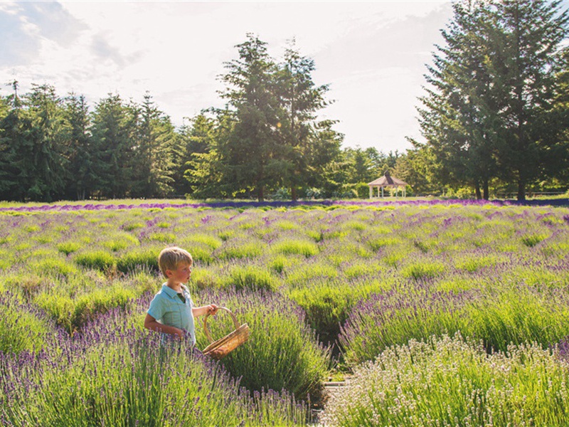 景德祭社稷三首·送神用《静安》。原文注释译文赏析-郊庙朝会歌辞诗词-宋诗全集
