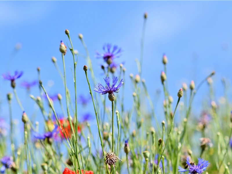 内机知府郎官再和示教清拔遒美手不能置用韵以答嘉贶愧不足以当琼瑶之报也·其二原文注释译文赏析-程公许诗词-宋诗全集