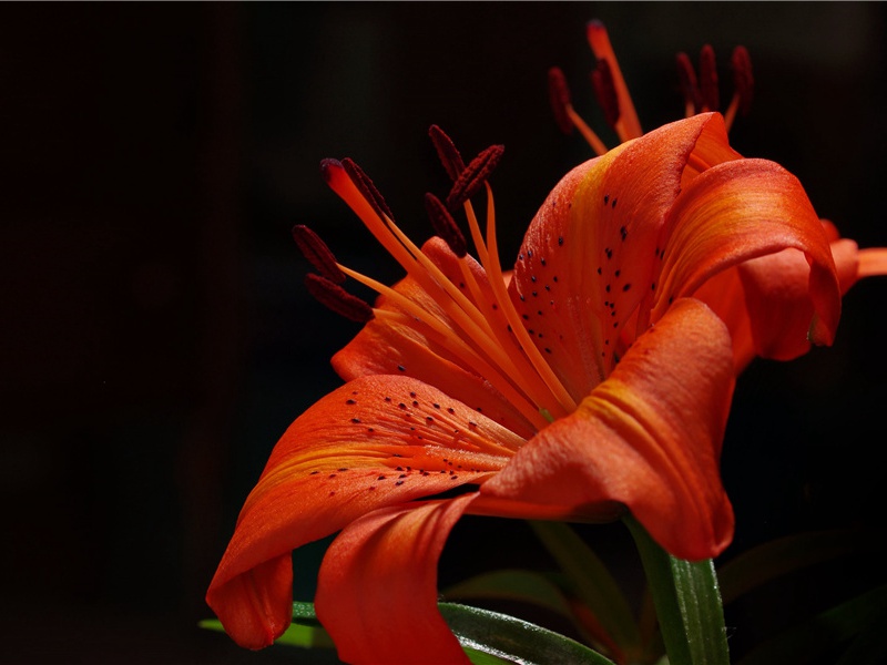 四时田园杂兴六十首·冬日田园杂兴十二绝·其一原文注释译文赏析-范成大诗词-宋诗全集