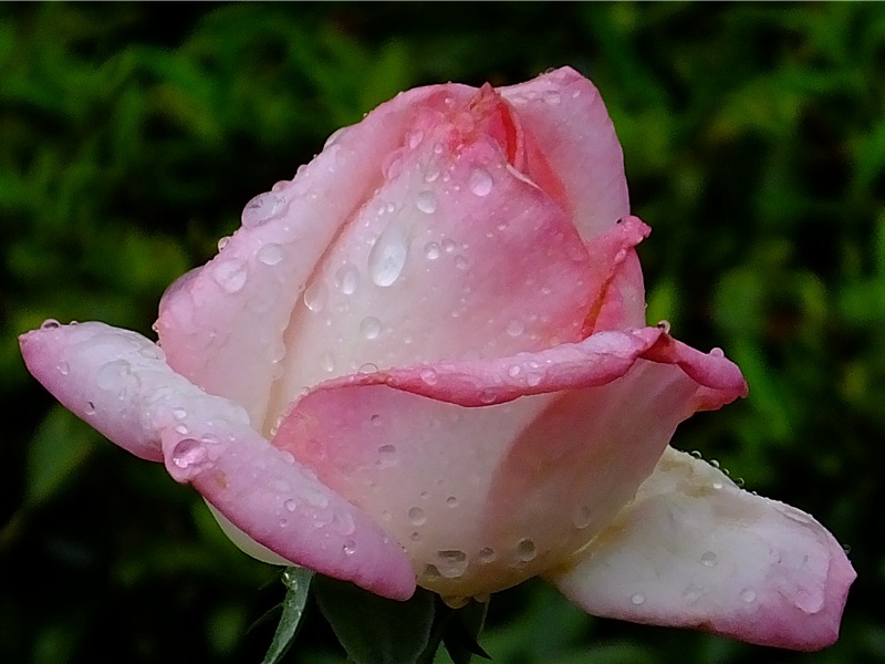 和傅侍郎至临漳感旧十咏·其四原文注释译文赏析-陈淳诗词-宋诗全集