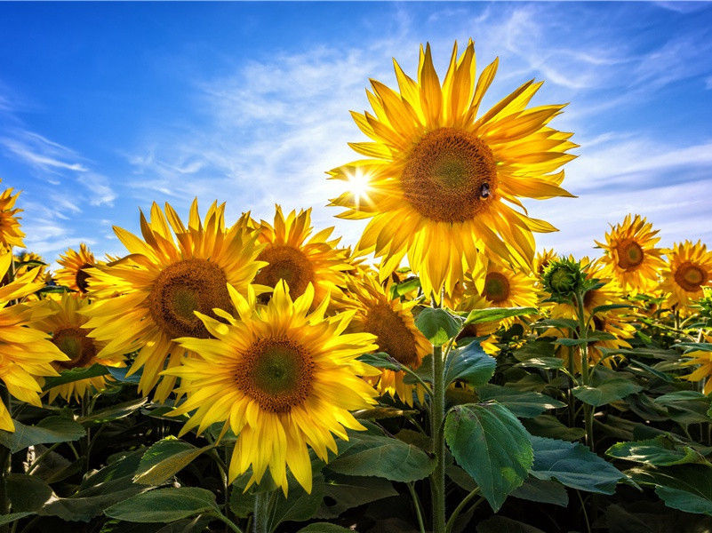 次韵王监叔二首·其二原文注释译文赏析-陈着诗词-宋诗全集